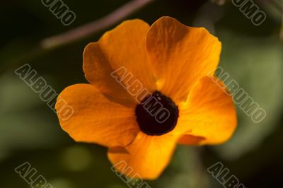 Orange Flower
