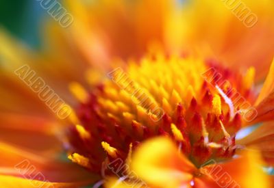 gaillardia