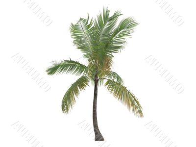 Coconut or Cocos nucifera