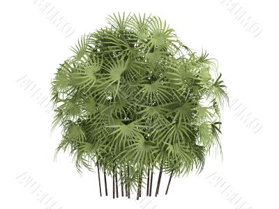 Lady Palm or Rhapis excelsa