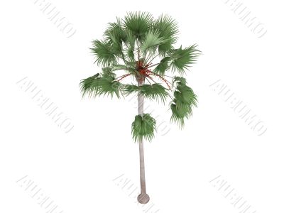 Livistona Palm or Livistona merrillii