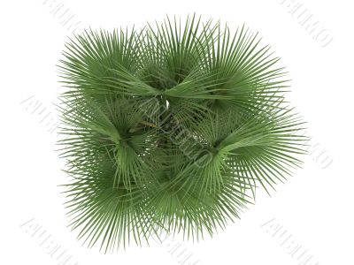 Guano or Coccothrinax spissa