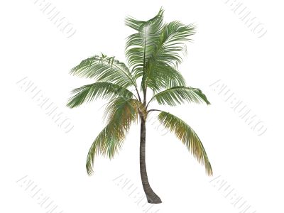 Coconut or Cocos nucifera