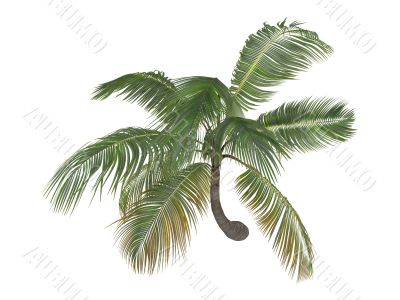 Coconut or Cocos nucifera