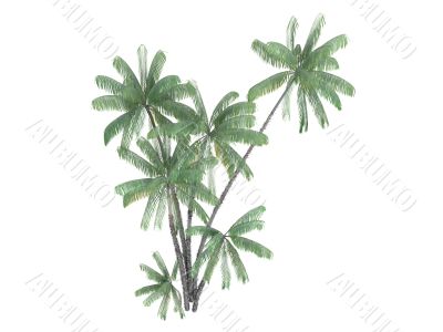 Nibung Palm or Oncosperma tigillarium