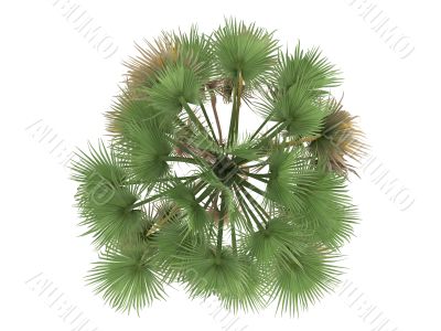 Taraw Palm or Livistona Saribus