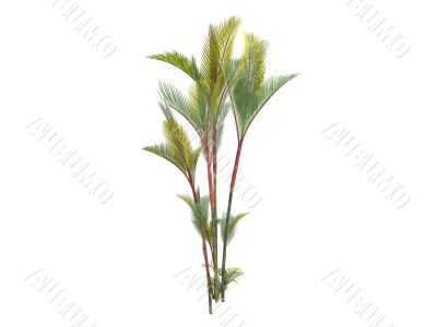 Lipstick Palm or Cyrtostachys renda