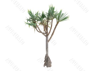 Common Screwpine or Pandanus utilis