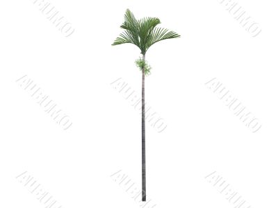 Joannis Palm or Veitchia joannis