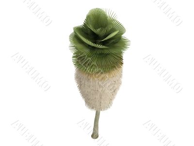 Petticoat Palm or Copernicia macroglossa