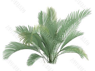 Cat Palm or Chamaedorea cataractum