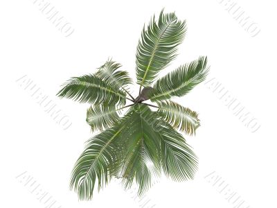 Coconut or Cocos nucifera