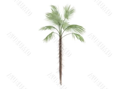 Zombie Palm or Zombia antillarum