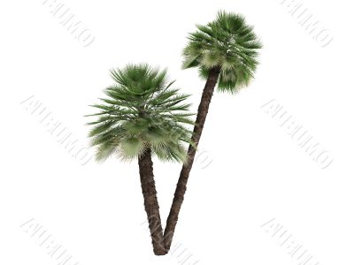 European Fan Palm or Chamaerops humilis