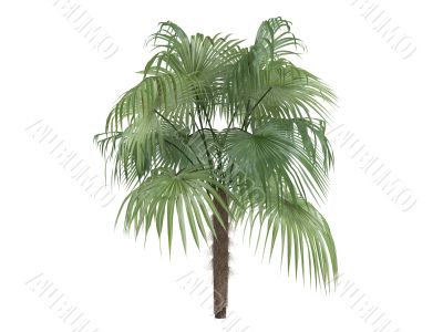 Zombie Palm or Zombia antillarum