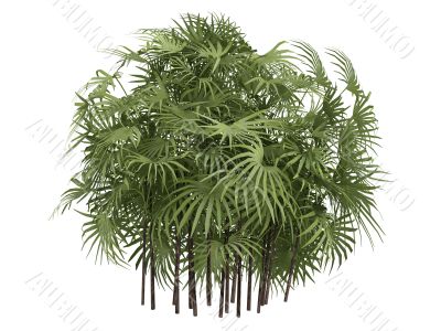 Lady Palm or Rhapis excelsa