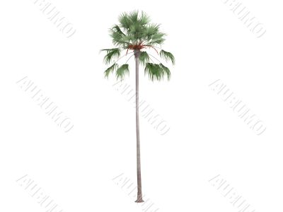 Livistona Palm or Livistona merrillii