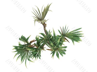 Common Screwpine or Pandanus utilis