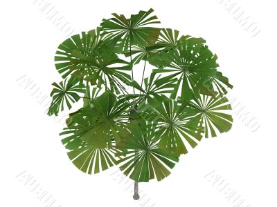 Australian Fan Palm or Licuala ramsayi