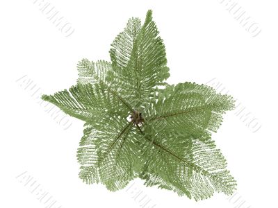 Giant Mountain Fishtail Palm or Caryota gigas