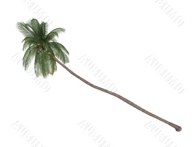 Coconut or Cocos nucifera