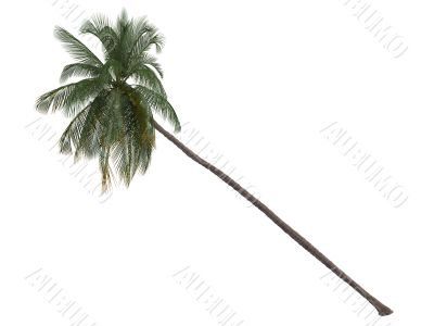 Coconut or Cocos nucifera
