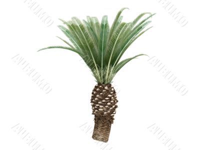 Date Palm or Phoenix canariensis