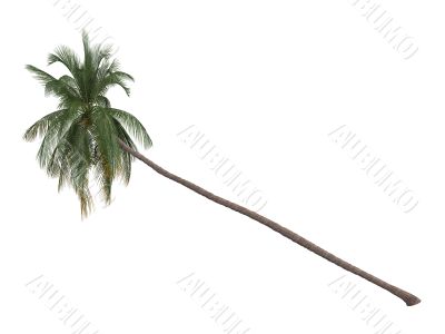 Coconut or Cocos nucifera