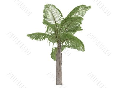 Giant Mountain Fishtail Palm or Caryota gigas