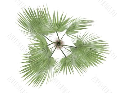 Zombie Palm or Zombia antillarum