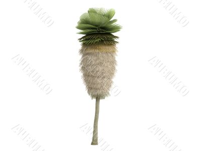 Petticoat Palm or Copernicia macroglossa