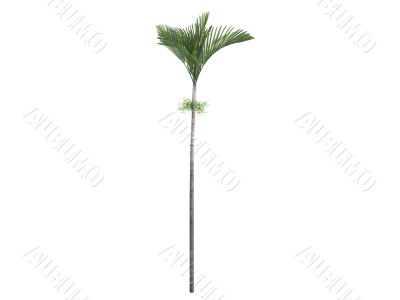 Joannis Palm or Veitchia joannis