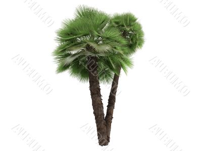 European Fan Palm or Chamaerops humilis