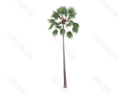 Livistona Palm or Livistona merrillii