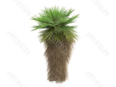 Desert Fan Palm or Washingtonia filifera
