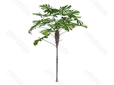 Australian Fan Palm or Licuala ramsayi