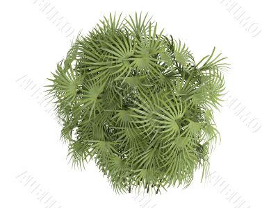 Lady Palm or Rhapis excelsa