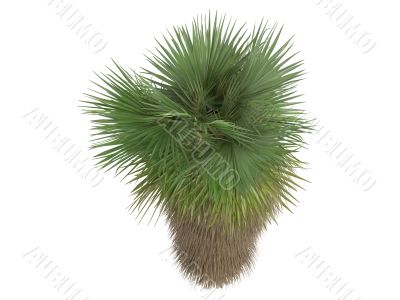 Desert Fan Palm or Washingtonia filifera