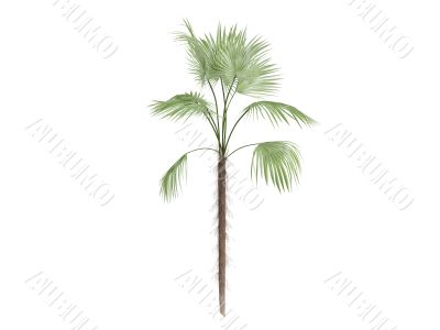 Zombie Palm or Zombia antillarum