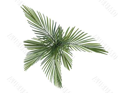Joannis Palm or Veitchia joannis