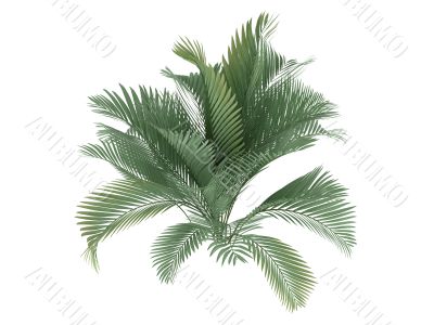 Cat Palm or Chamaedorea cataractum
