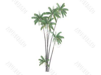 Nibung Palm or Oncosperma tigillarium