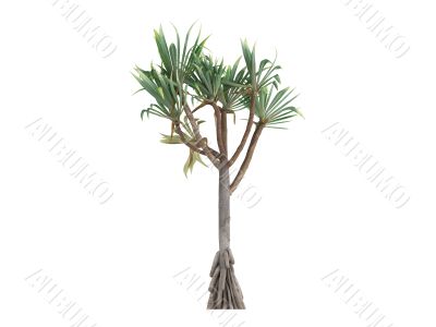 Common Screwpine or Pandanus utilis