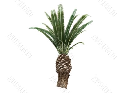 Date Palm or Phoenix canariensis