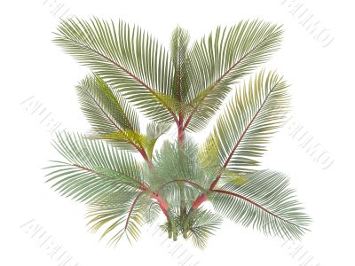 Lipstick Palm or Cyrtostachys renda