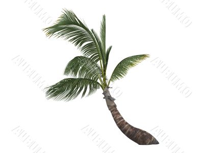 Coconut or Cocos nucifera