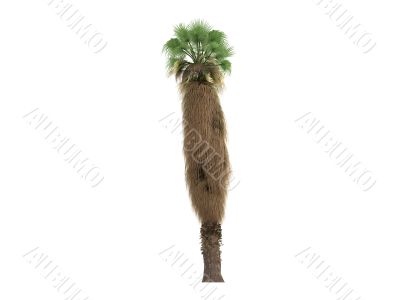 Desert Fan Palm or Washingtonia filifera