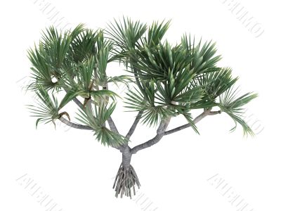 Common Screwpine or Pandanus utilis