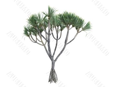 Common Screwpine or Pandanus utilis