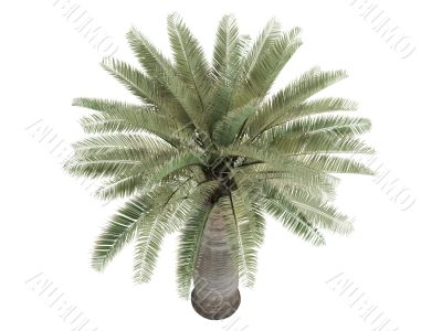 Chilean Wine Palm or Jubaea chilensis